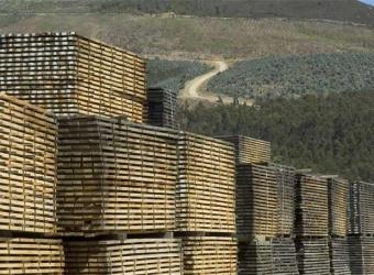 Explotacin maderera en Galicia